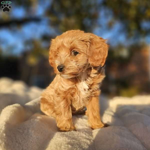 Zinny, Cavapoo Puppy