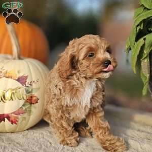 Zinny, Cavapoo Puppy