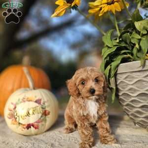 Zinny, Cavapoo Puppy