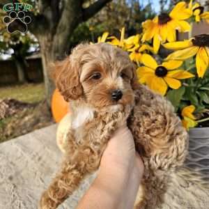 Zinny, Cavapoo Puppy