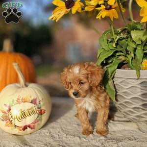 Malbec, Cavapoo Puppy