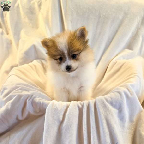 Annie, Pomeranian Puppy