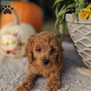 Rhone, Cavapoo Puppy