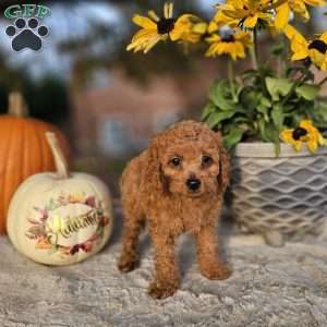 Rhone, Cavapoo Puppy