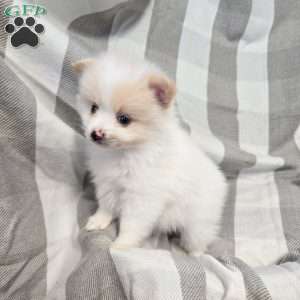 Bobby, Pomeranian Puppy