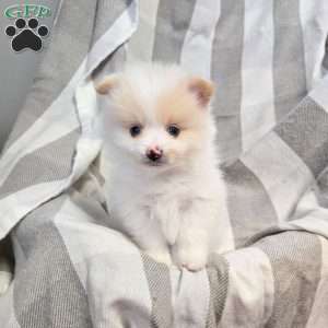 Bobby, Pomeranian Puppy