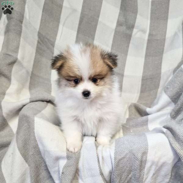 Kobe, Pomeranian Puppy