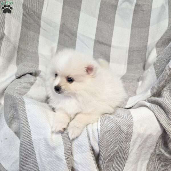 Georgie, Pomeranian Puppy