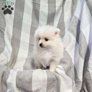 Georgie, Pomeranian Puppy