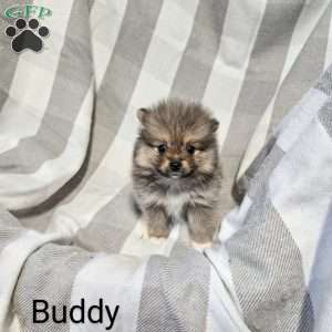 Buddy, Pomeranian Puppy