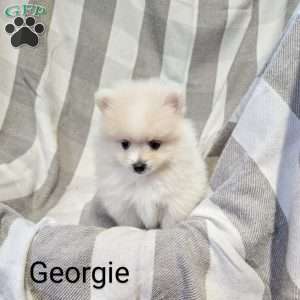 Georgie, Pomeranian Puppy