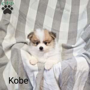 Kobe, Pomeranian Puppy