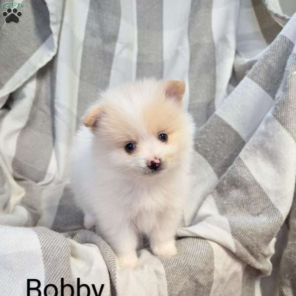 Bobby, Pomeranian Puppy