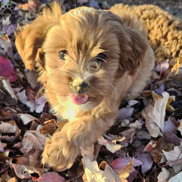 Malbec, Cavapoo Puppy