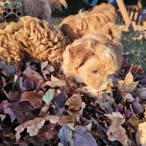 Malbec, Cavapoo Puppy