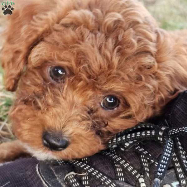 Madiera, Cavapoo Puppy