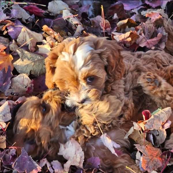 Shiraz, Cavapoo Puppy