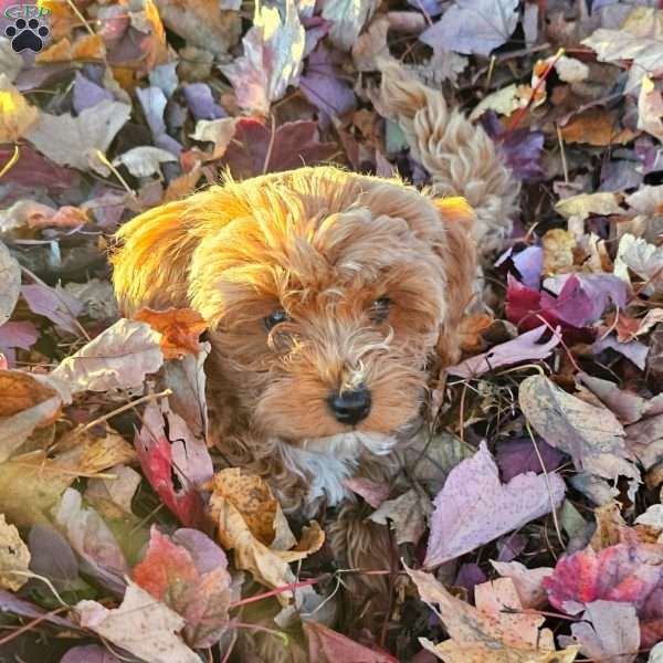 Zinny, Cavapoo Puppy