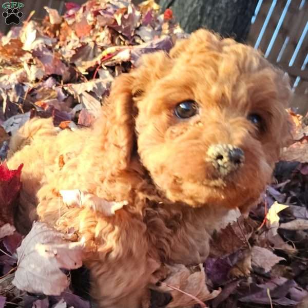 Rhone, Cavapoo Puppy