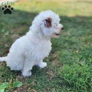 Spot, Cavapoo Puppy