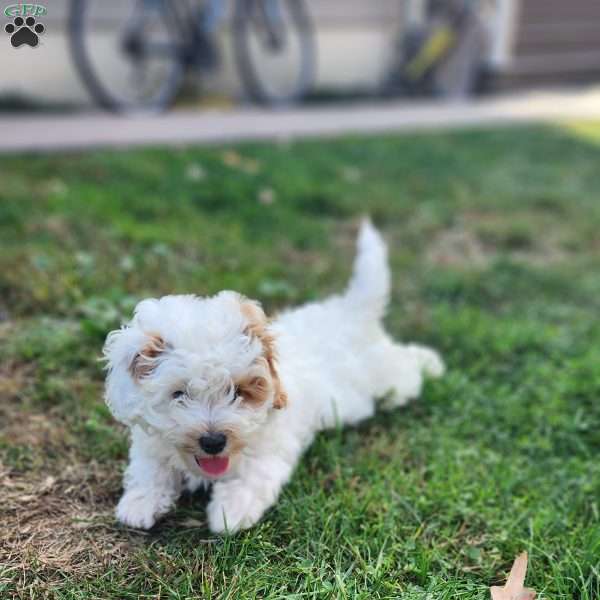 Spot, Cavapoo Puppy