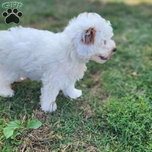 Spot, Cavapoo Puppy