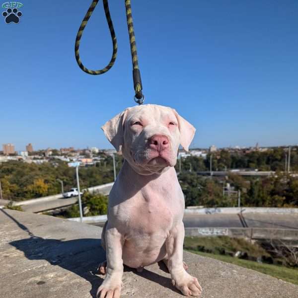 Ice Cream, American Bully Puppy