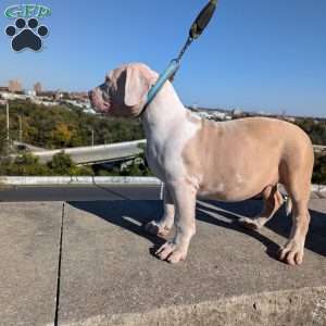 Ice Cream, American Bully Puppy