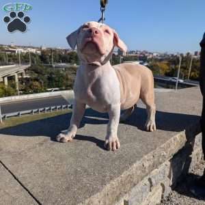 Ice Cream, American Bully Puppy