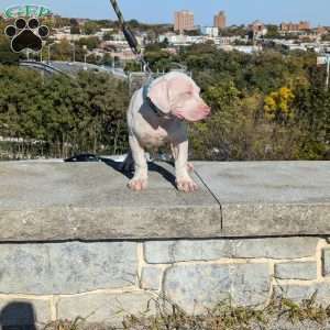 Ice Cream, American Bully Puppy