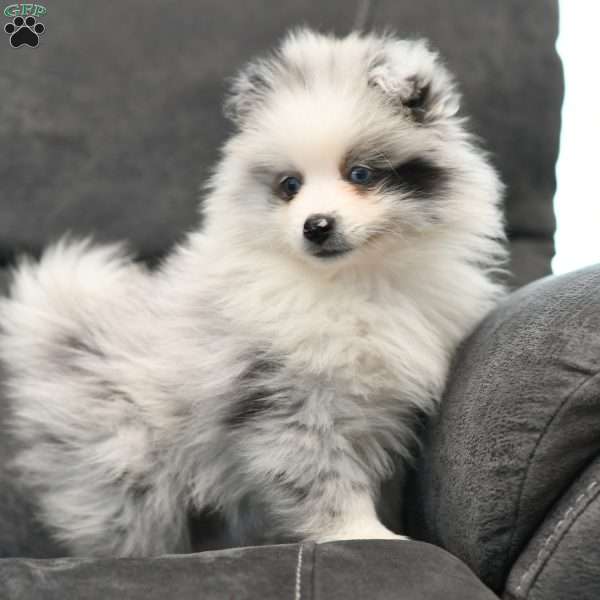 Kody, Pomeranian Puppy