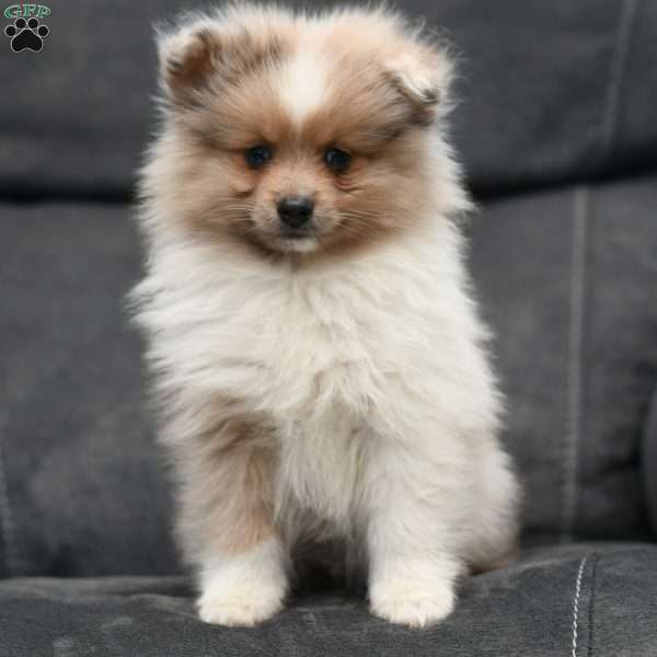 Jase, Pomeranian Puppy