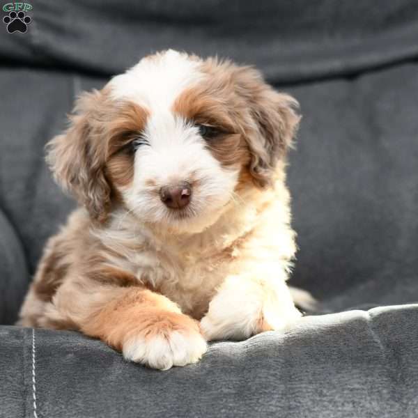 Bentley, Mini Aussiedoodle Puppy