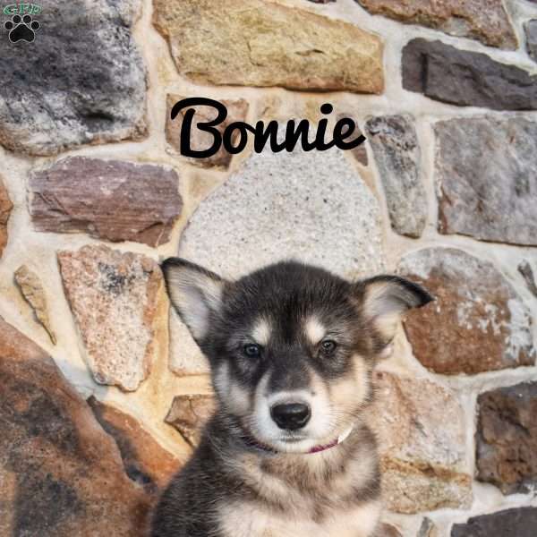 Bonnie, Alaskan Malamute Puppy