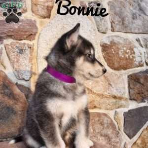 Bonnie, Alaskan Malamute Puppy