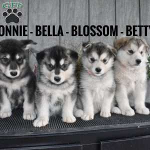 Bella, Alaskan Malamute Puppy