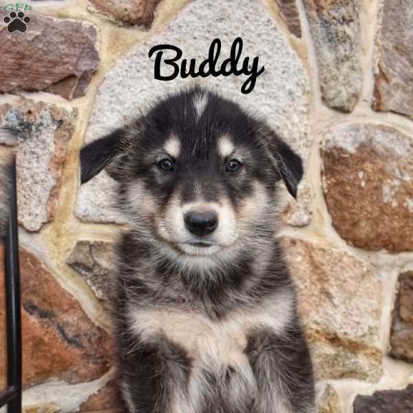 Buddy, Alaskan Malamute Puppy