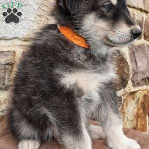 Buddy, Alaskan Malamute Puppy