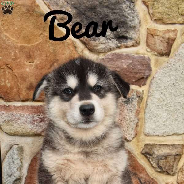 Bear, Alaskan Malamute Puppy