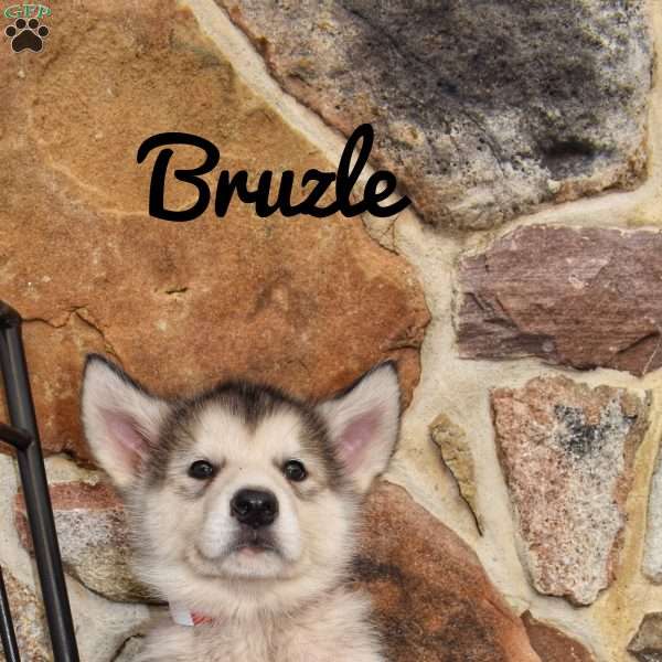 Bruzle, Alaskan Malamute Puppy