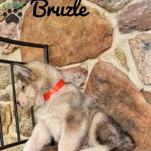 Bruzle, Alaskan Malamute Puppy