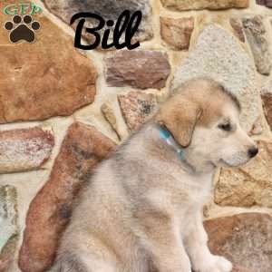 Bill, Alaskan Malamute Puppy