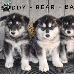 Buddy, Alaskan Malamute Puppy