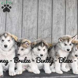 Bruzle, Alaskan Malamute Puppy