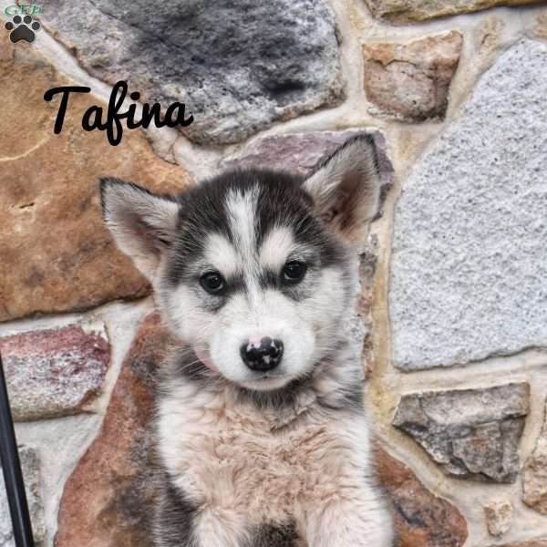 Tafina, Alaskan Malamute Puppy