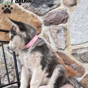 Tafina, Alaskan Malamute Puppy