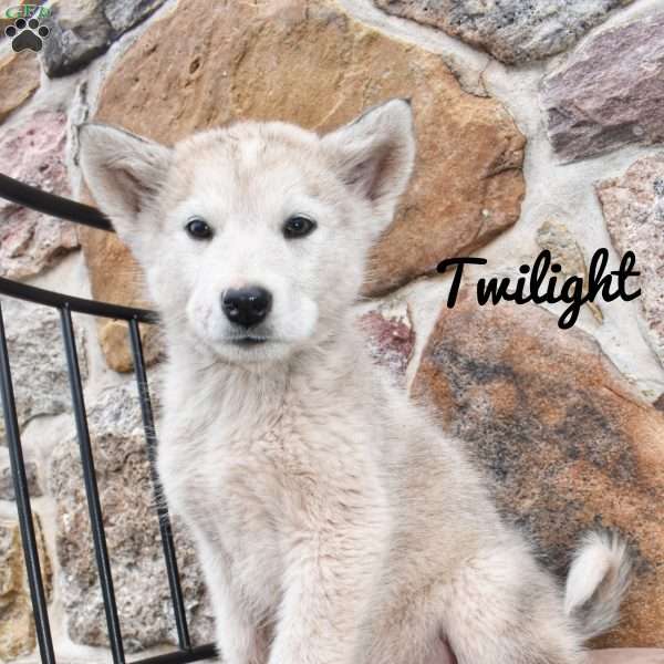 Twilight, Alaskan Malamute Puppy