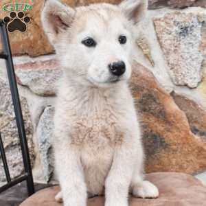 Twilight, Alaskan Malamute Puppy