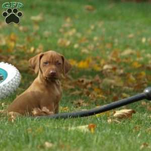 Tanner, Vizsla Puppy