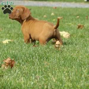 Hunter, Vizsla Puppy